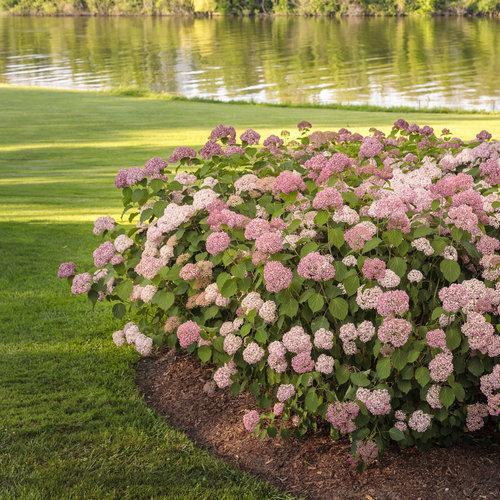 Hydrangea, Invincibelle® Spirit II Hydrangea