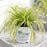 Sedge, Evercolor® Eversheen Variegated Sedge