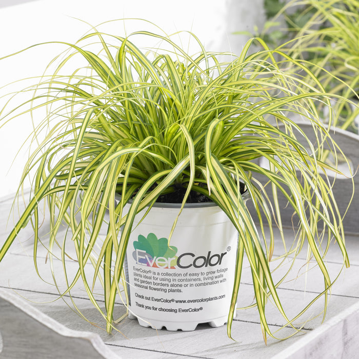 Sedge, Evercolor® Eversheen Variegated Sedge