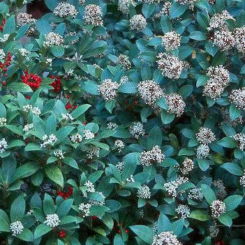 Skimmia, Japanese Skimmia