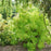 Smokebush, Winecraft Gold® Smokebush