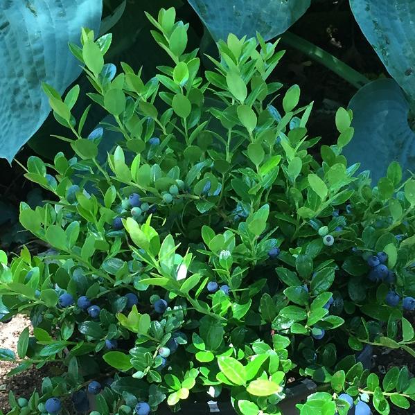 Huckleberry, Berried Treasure Box Huckleberry, 1 gal (9-12 in)