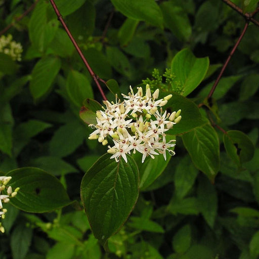Dogwood, Silky Dogwood
