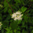 Dogwood, Silky Dogwood