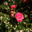 Rose, Flower Carpet® Scarlet Rose