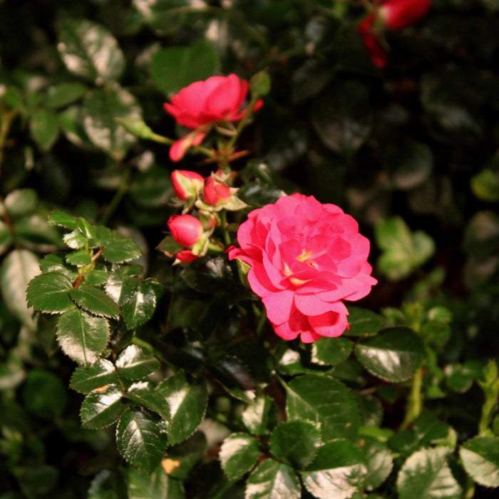 Rose, Flower Carpet® Scarlet Rose
