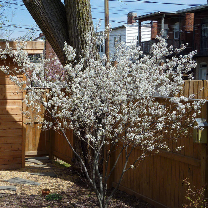Serviceberry, Autumn Brilliance Shadblow Serviceberry