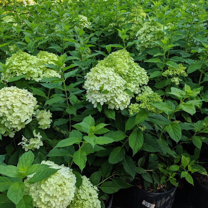 Hydrangea, Proven Winners® Limelight® Paniculata Hydrangea
