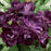 Rose, Burgundy Iceberg Rose