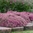 Sedum ‘Popstar’  - Rock 'N Round™ Popstar Stonecrop
