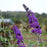 Butterfly Bush, First Editions® Psychedelic Sky™ Butterfly Bush