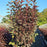 Ninebark, Chroma Chameleon™ Ninebark