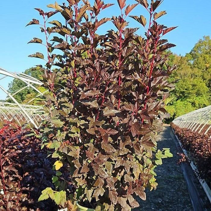 Ninebark, Chroma Chameleon™ Ninebark