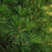 Pine, Wintergreen Umbrella Pine