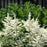 Astilbe, Vision in White Chinese Astilbe