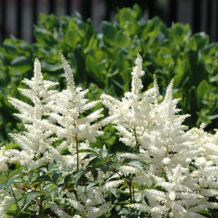 Astilbe, Vision in White Chinese Astilbe