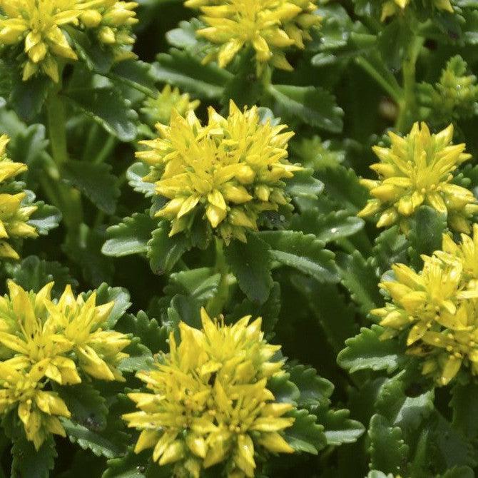 Sedum, Little Miss Sunshine Stonecrop