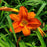 Daylily, Alabama Jubilee Daylily