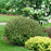 WEIGELA `VINHO VERDE`