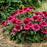 Coneflower, Double Coded® Raspberry Beret Echinacea