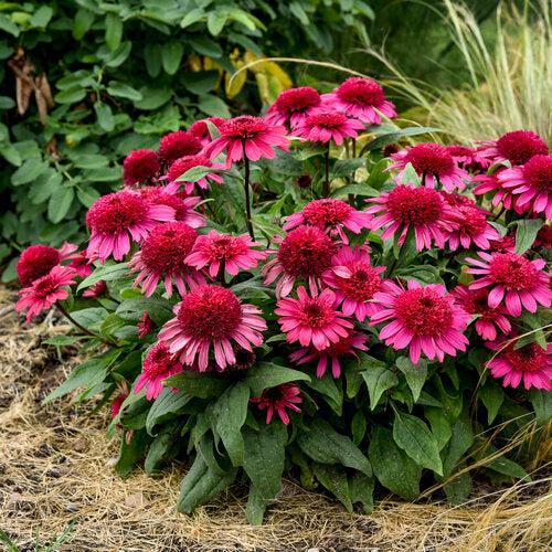 Coneflower, Double Coded® Raspberry Beret Echinacea