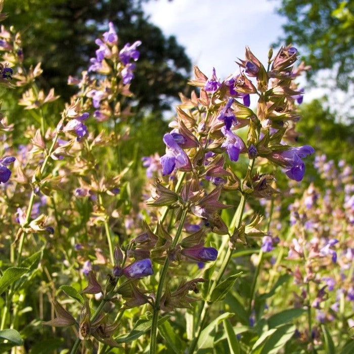 Sage, Garden Sage