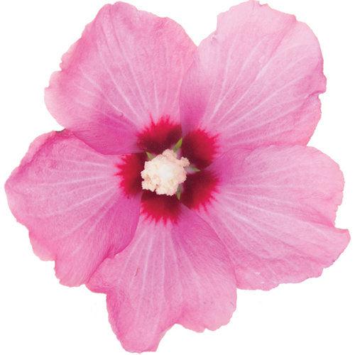 Hibiscus, PW® Lil' Kim® Red Hibiscus
