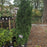 Arborvitae, Emerald Green Arborvitae