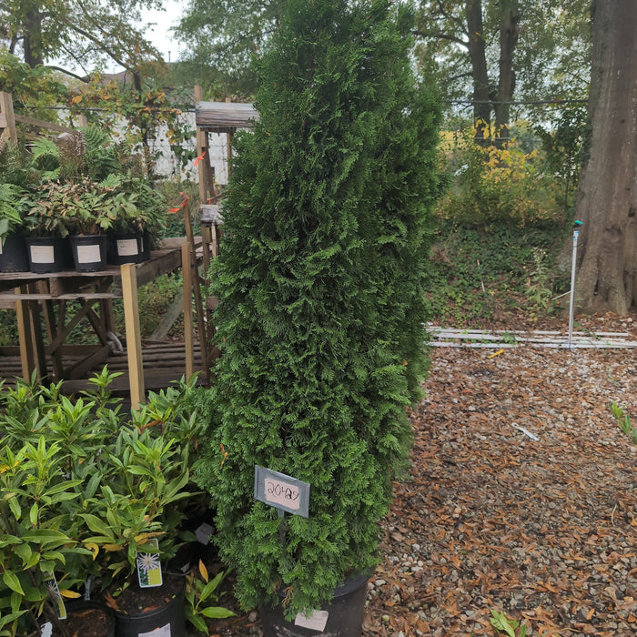 Arborvitae, Emerald Green Arborvitae