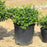 Ilex crenata 'Soft-Touch'  - Soft Touch Japanese Holly