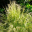 Grass, Mexican Feather Grass