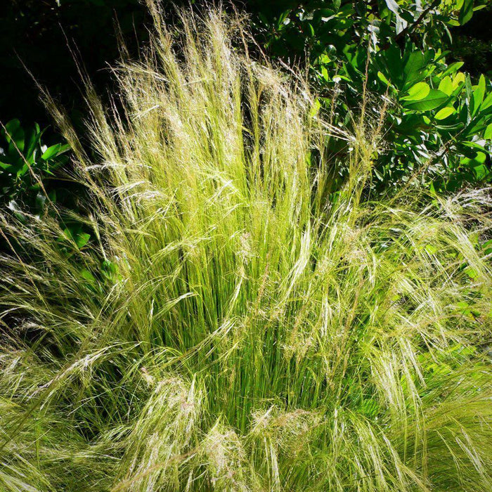 Grass, Mexican Feather Grass