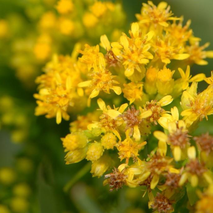 Goldenrod, Seaside Goldenrod