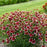 Tickseed, Designer Threads™ Heartstrings Coreopsis