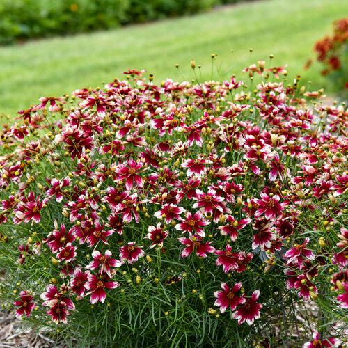 Tickseed, Designer Threads™ Heartstrings Coreopsis