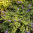 Butterfly Bush, Pugster Blue® Dwarf Butterfly Bush