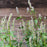Hyssop, Blue Fortune Giant Hyssop