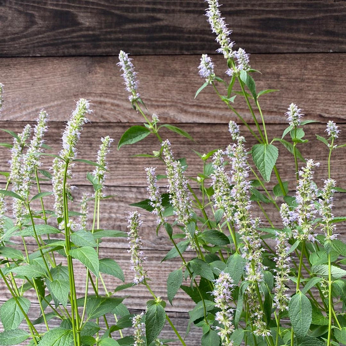 Hyssop, Blue Fortune Giant Hyssop