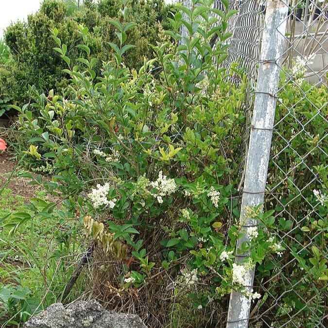 Privet, California Privet