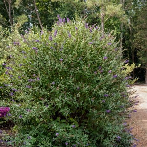 Butterfly Bush, First Editions® Psychedelic Sky™ Butterfly Bush