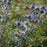 Eryngium planum 'Blue Hobbit'  - Blue Hobbit Sea Holly