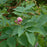 Rose, Carolina Rose