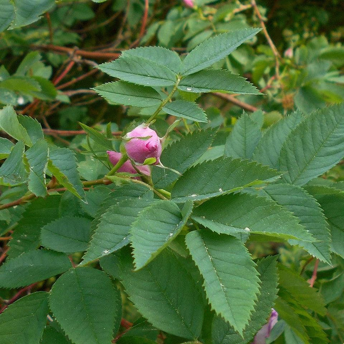 Rose, Carolina Rose