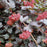 Ninebark, Diablo® Ninebark
