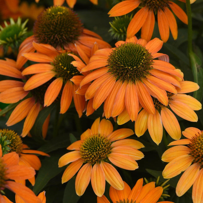 Coneflower, Artisan™ Soft Orange Coneflower