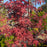Maple, Bloodgood Japanese Maple