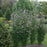 Hibiscus, Purple Pillar® Rose of Sharon