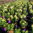 Hydrangea, First Editions® Little Hottie® Hydrangea
