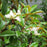 Magnolia, Bracken's Brown Beauty Southern Magnolia