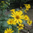 Coneflower, Cut-leaf Coneflower